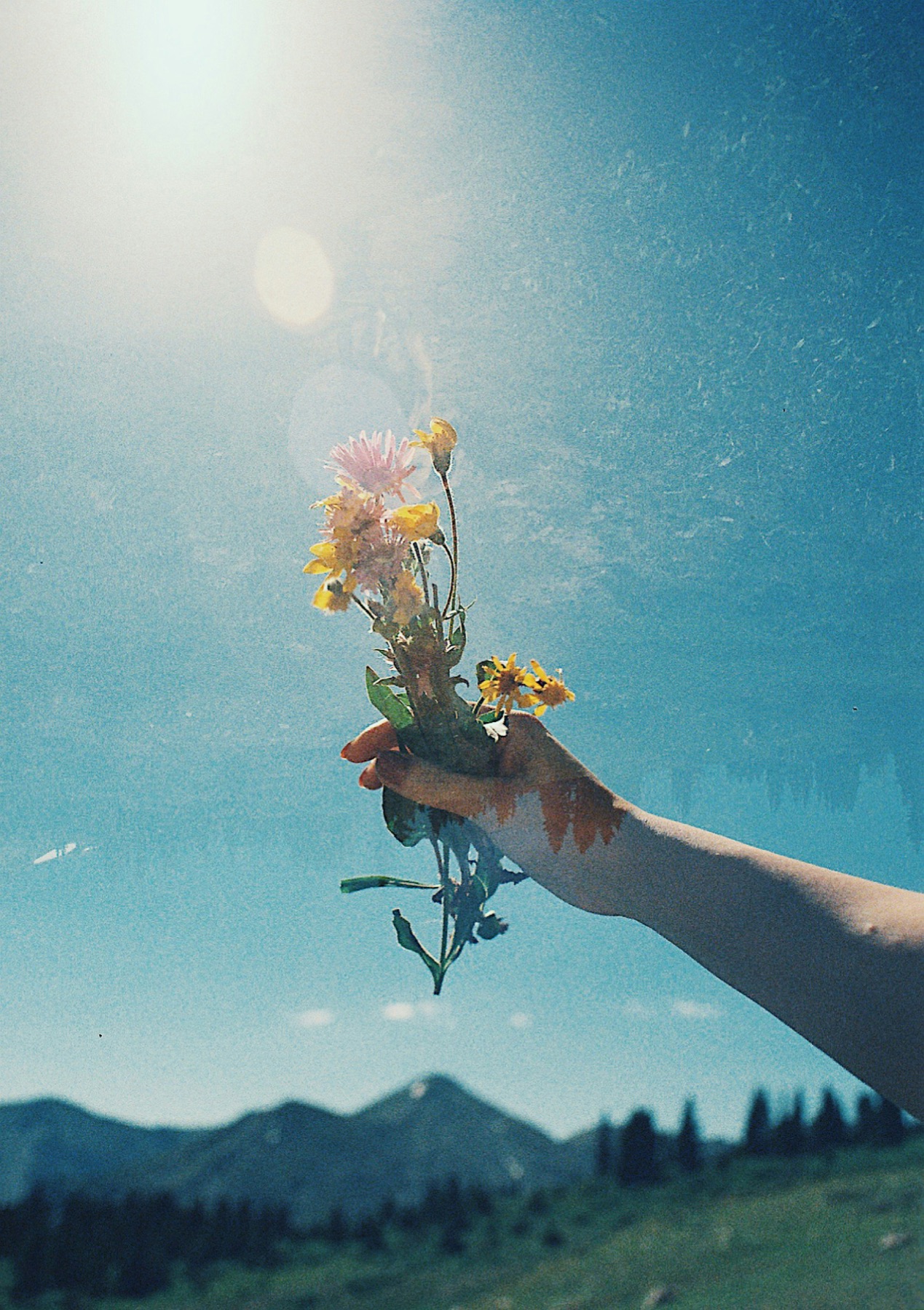 Wild flowers held up against a grainy blue summer sky